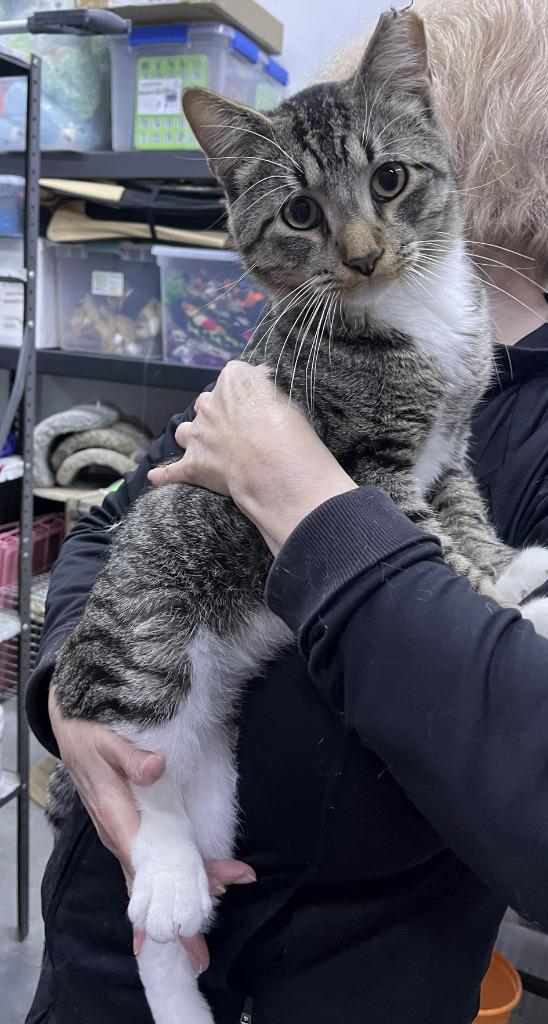 Enlarge Winfield, a Adoptable mixed breed in St. Cloud, MN image 1/1