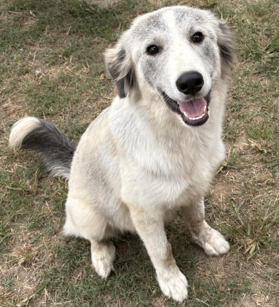 Alena, an adopted mixed breed in Johnston , RI image 2/6
