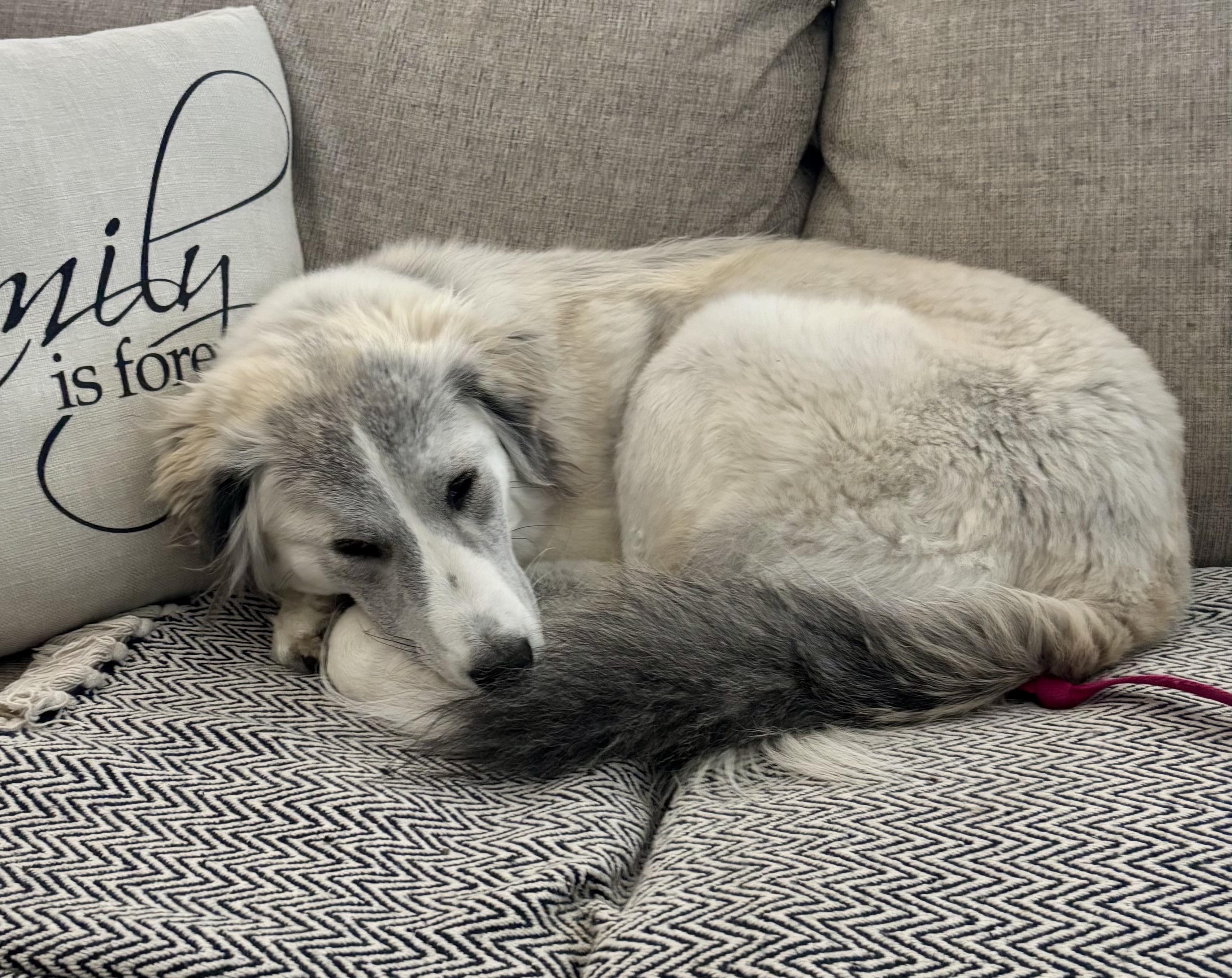 Alena, an adopted mixed breed in Johnston , RI image 6/6