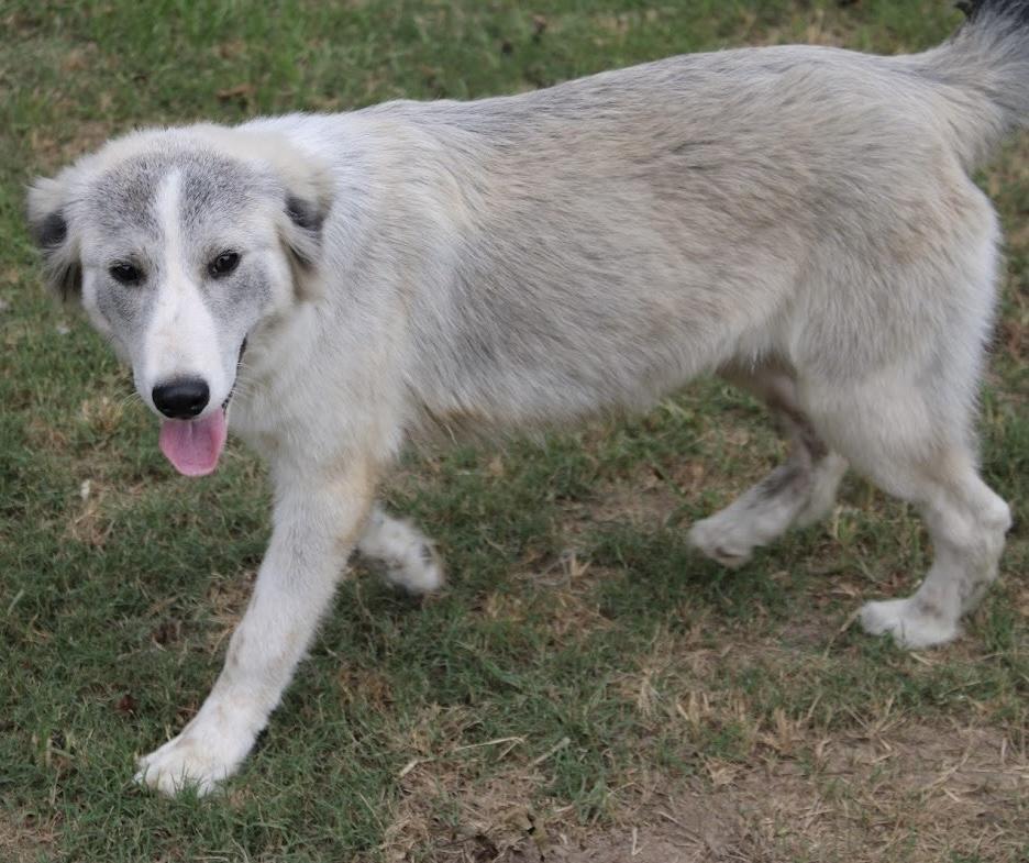 Alena, an adopted mixed breed in Johnston , RI image 3/6