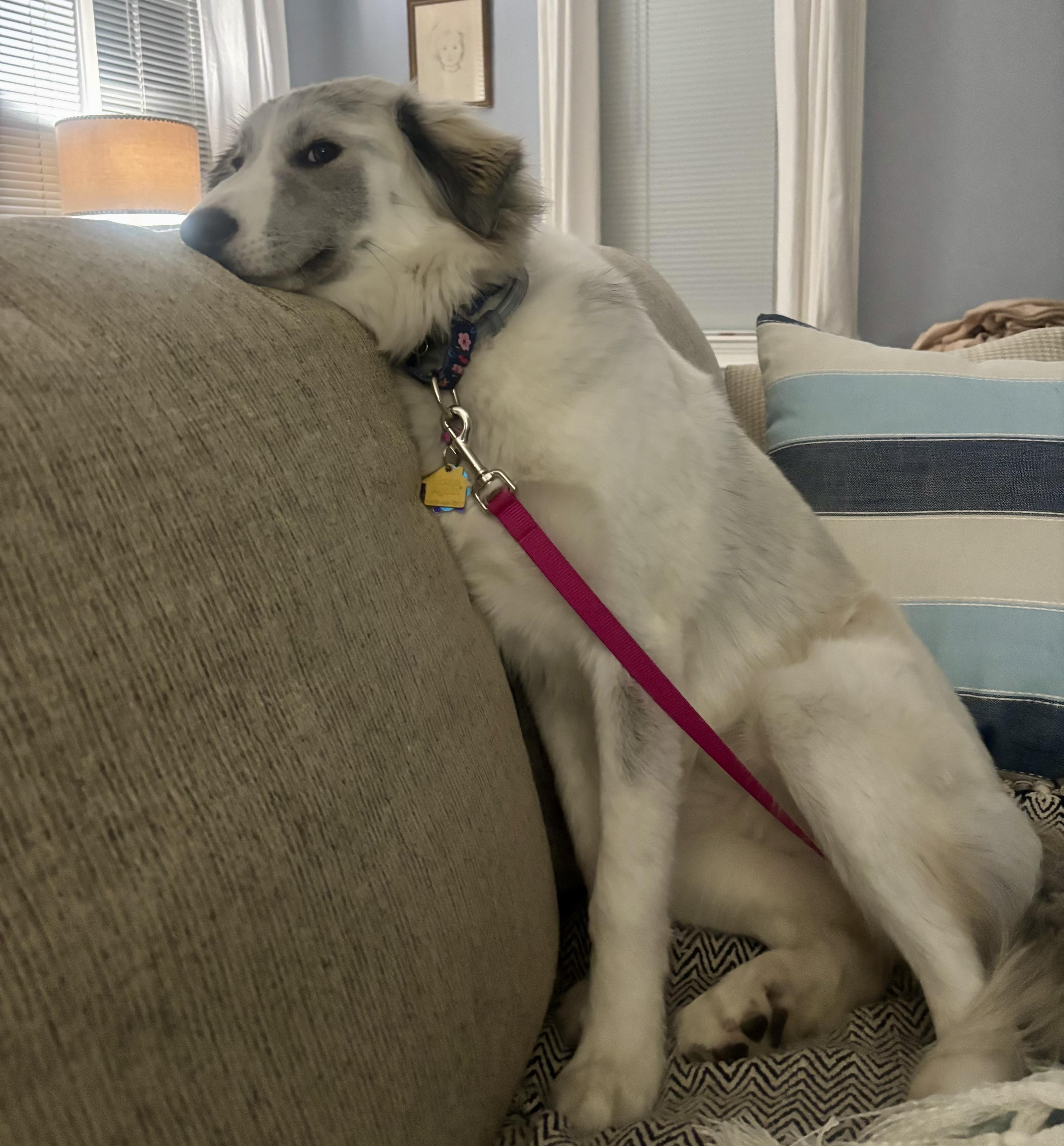 Alena, an adopted mixed breed in Johnston , RI image 4/6