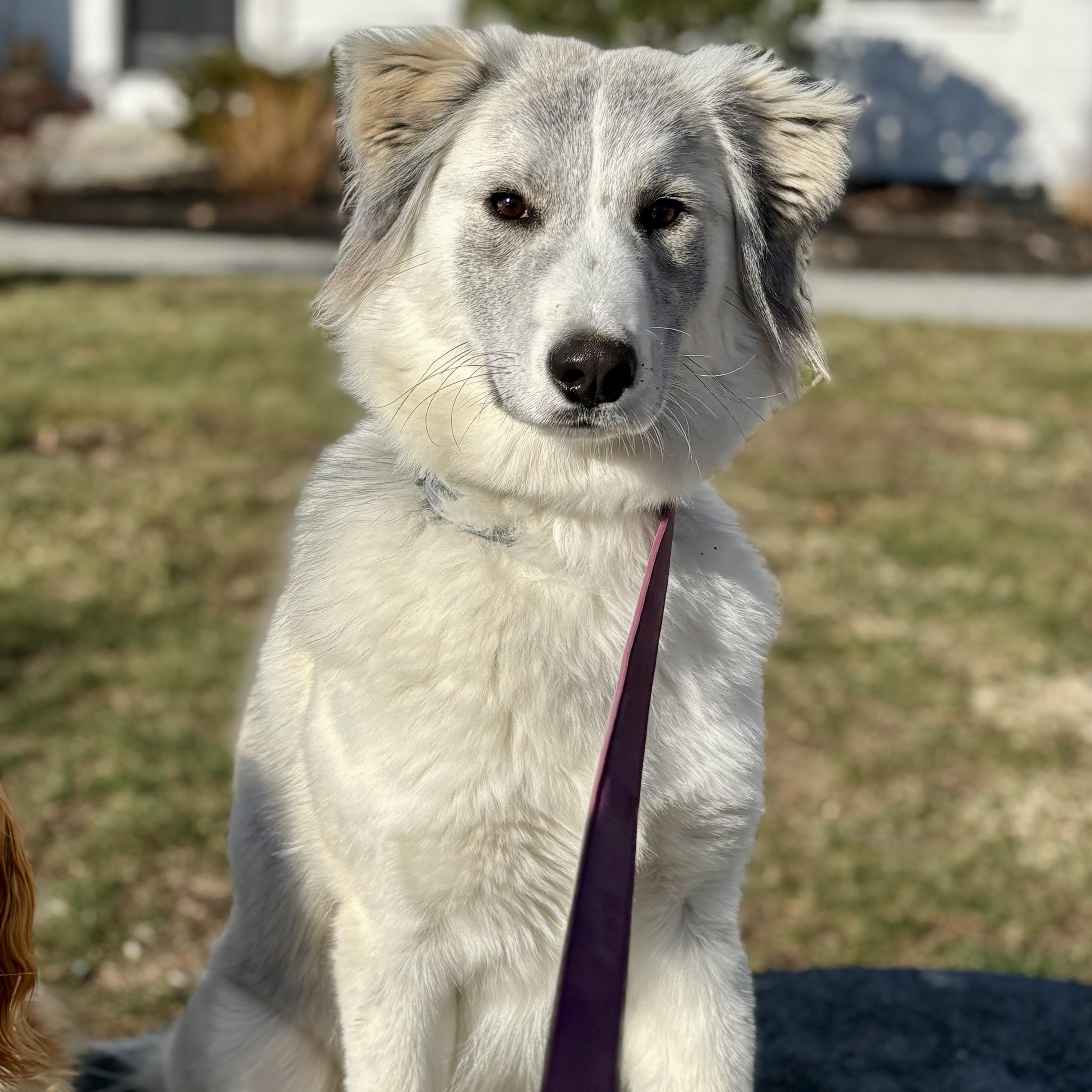 Alena, an adopted mixed breed in Johnston , RI image 1/6