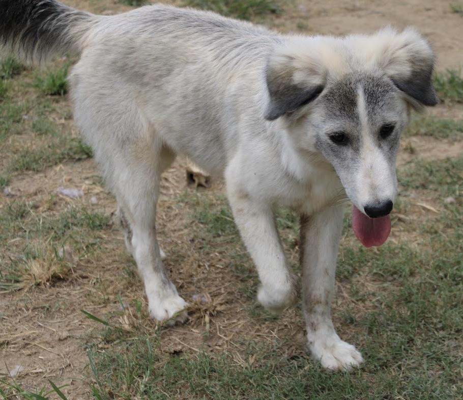 Alena, an adopted mixed breed in Johnston , RI image 5/6