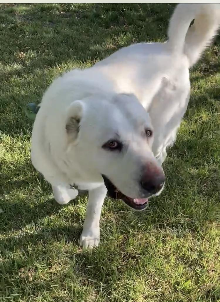 Archie, a Adoptable mixed breed in santa barbara, CA image 1/5
