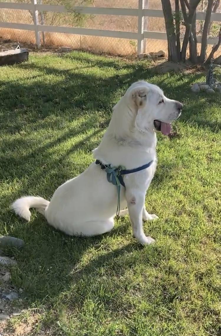 Archie, a Adoptable mixed breed in santa barbara, CA image 2/5