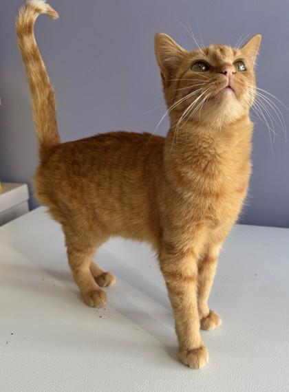 Dydun, a Adoptable Domestic Short Hair in Willmar, MN image 1/2