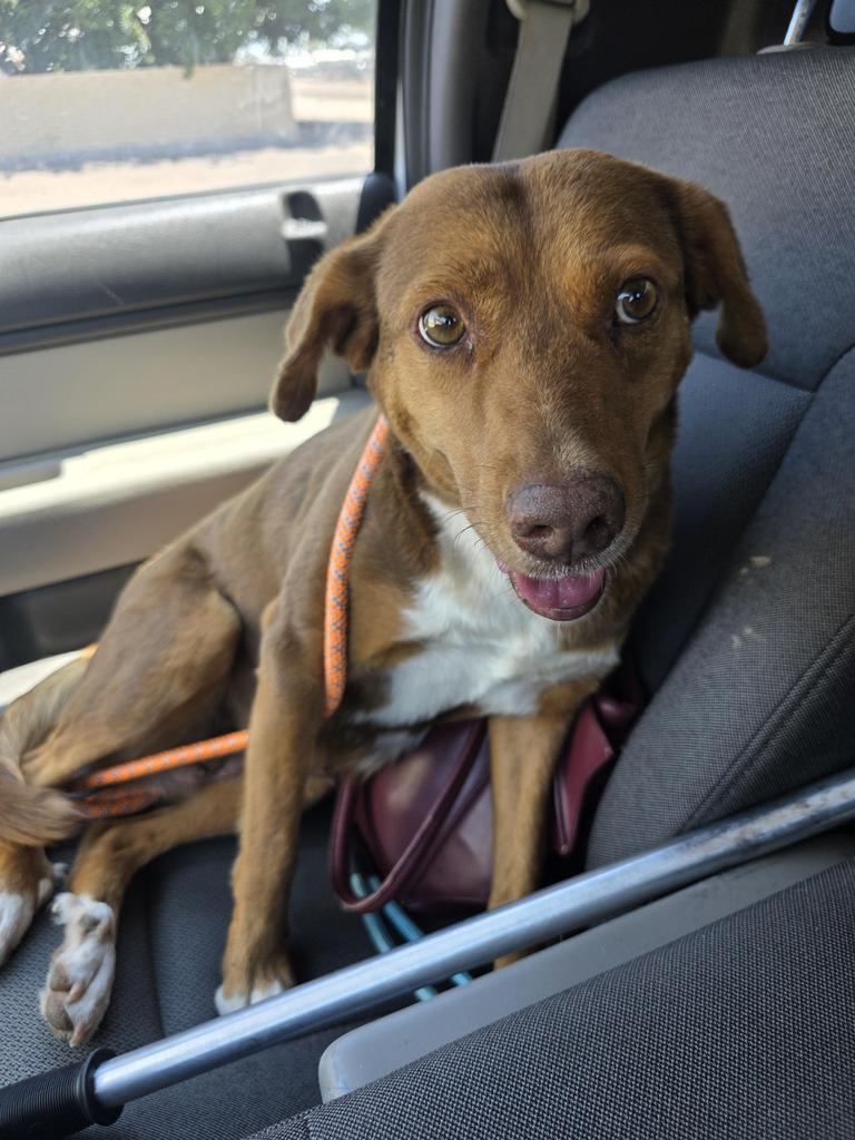 Enlarge Mary Red, a Adoptable Mixed Breed in Holbrook, AZ image 1/1