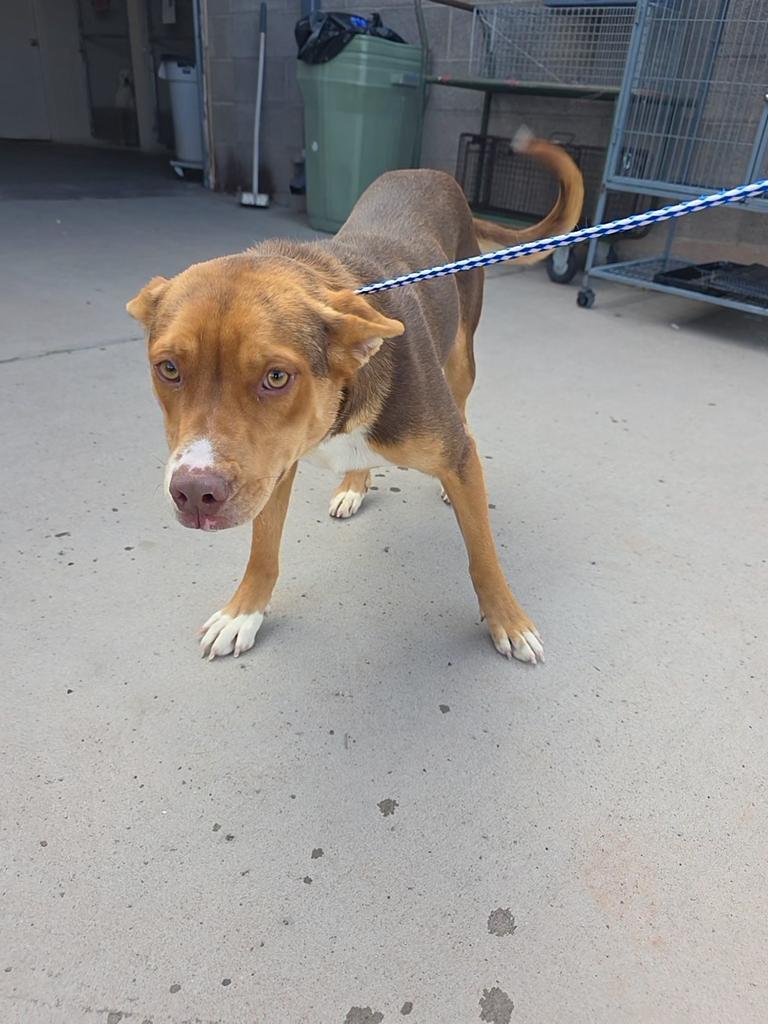 Enlarge Mary Red, a Adoptable Mixed Breed in Holbrook, AZ image 2/2