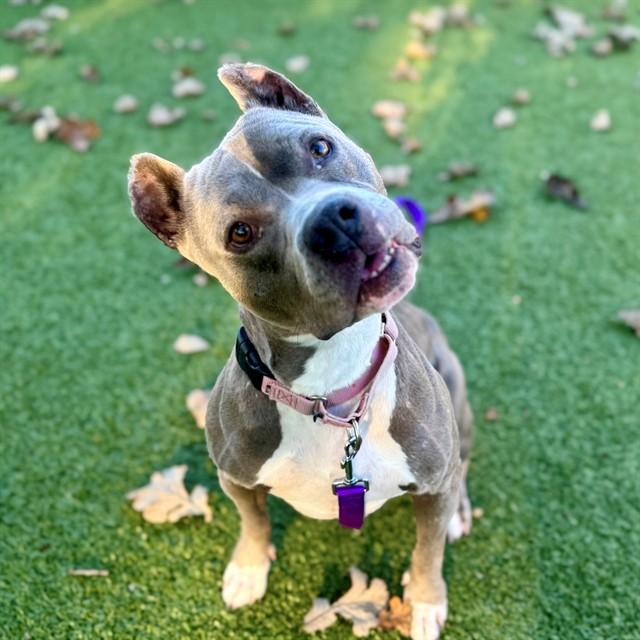 Enlarge TINA, a Adoptable Pit Bull Terrier in Edmond, OK image 1/1
