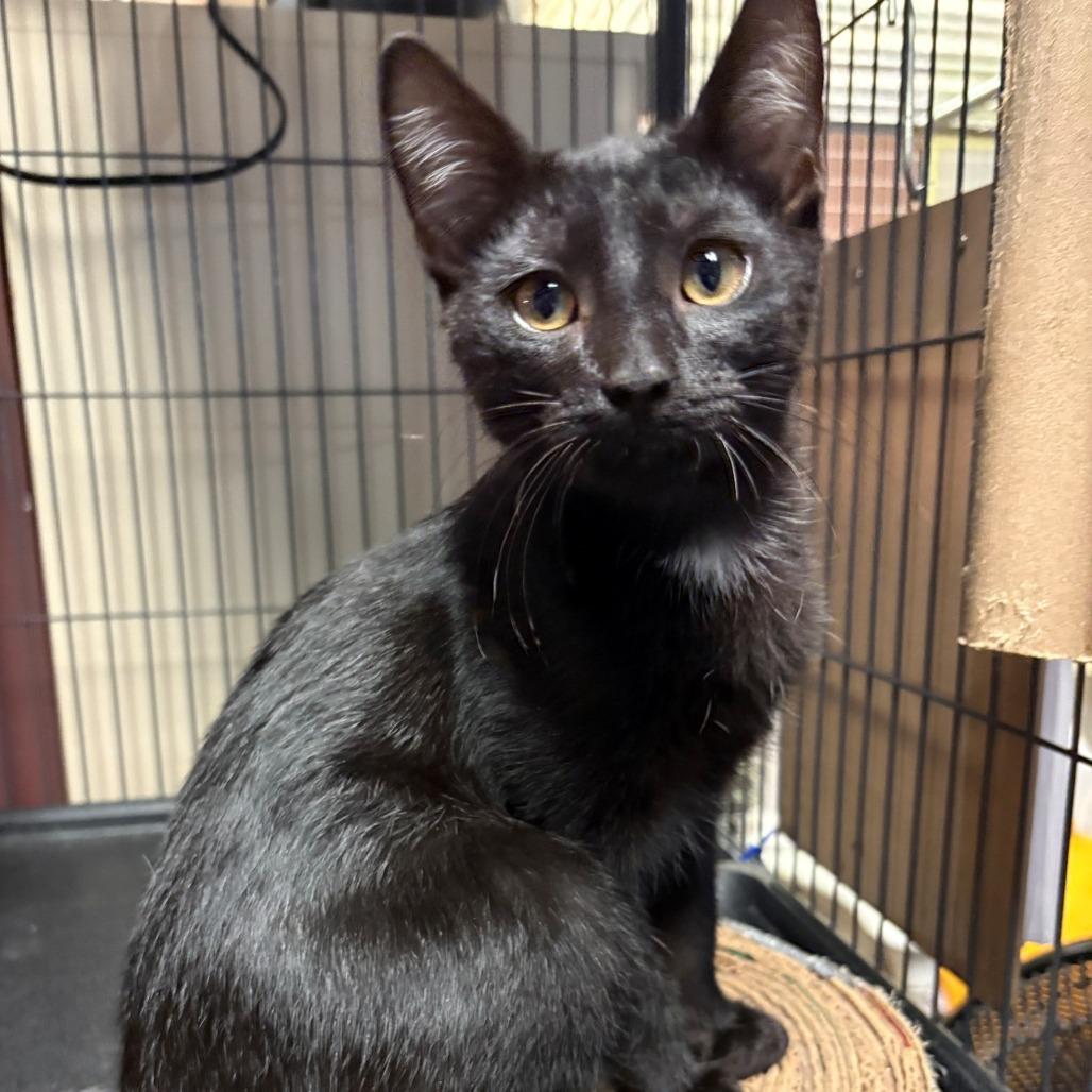 Gargonzola, Adoptable, Kitten Male Domestic Short Hair.