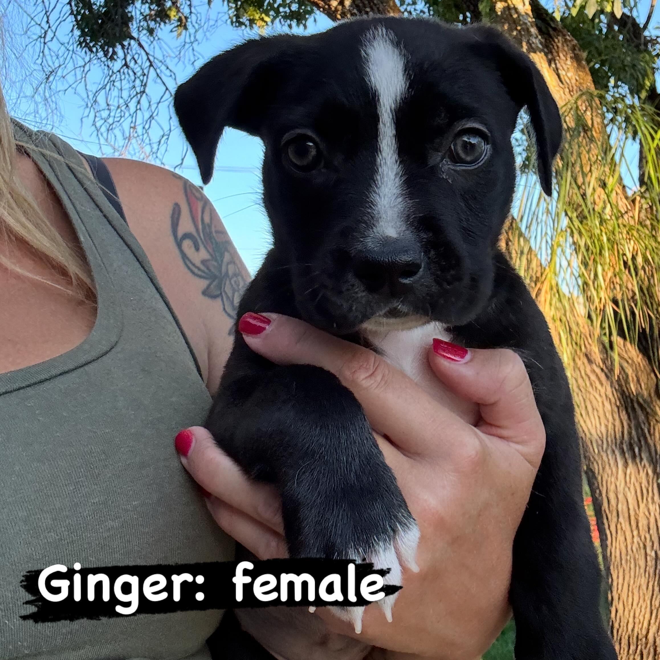 Enlarge Ginger, an adopted mixed breed in Lincoln, CA image 1/1