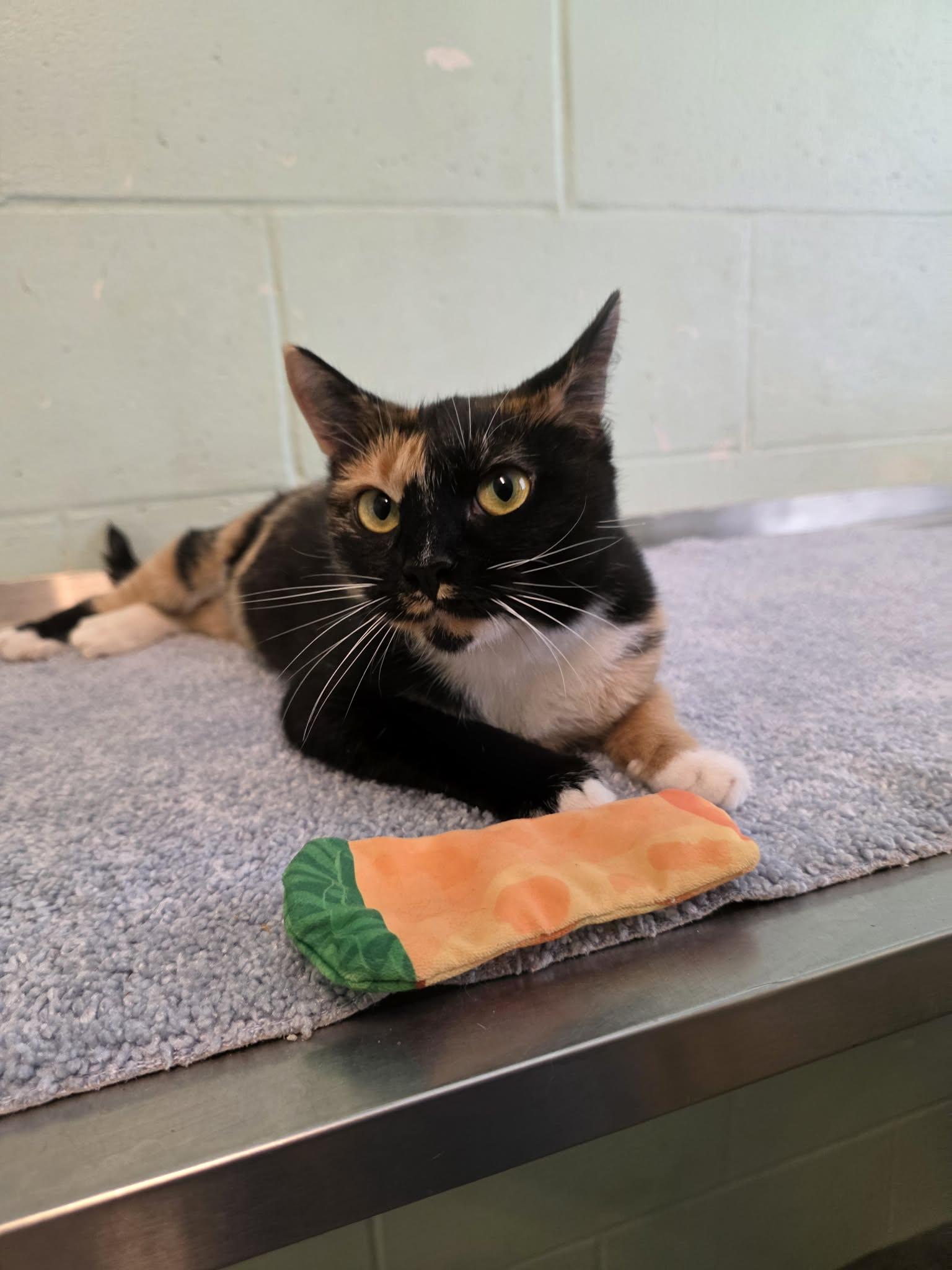 Enlarge Tallulah (SPONSORED), a Adoptable Domestic Short Hair in Umatilla, FL image 3/3