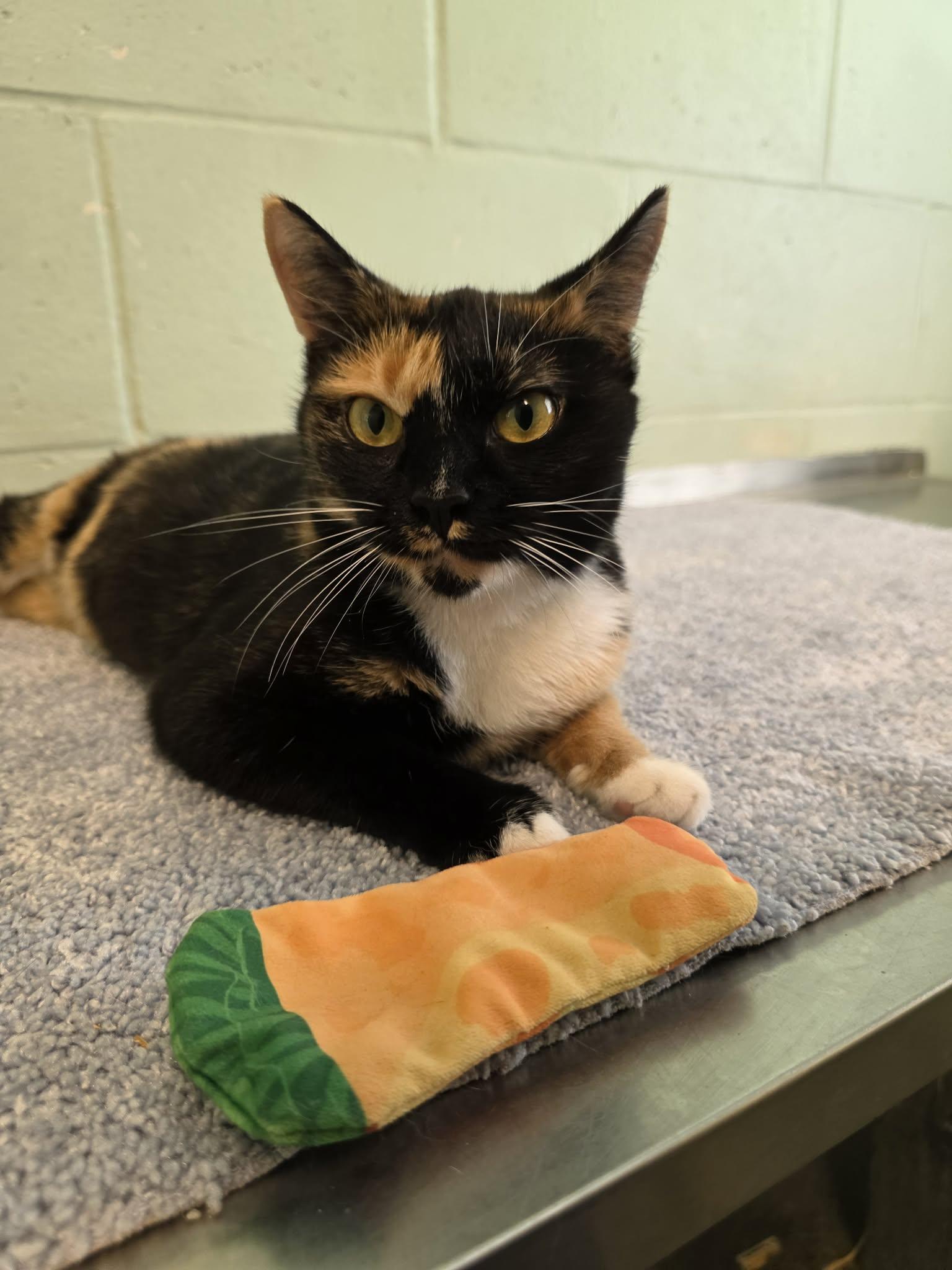 Tallulah (SPONSORED), Adoptable, Young Female Domestic Short Hair.