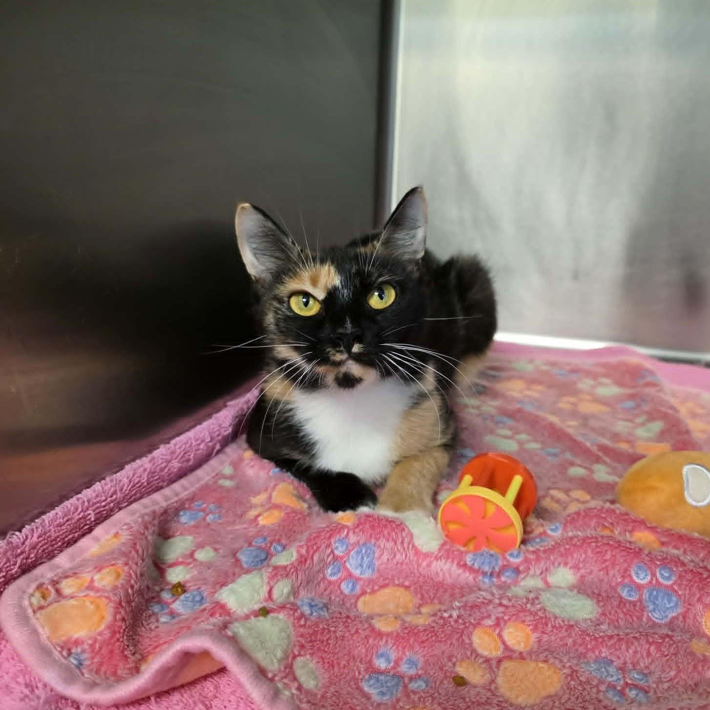Tallulah (SPONSORED), Adoptable, Young Female Domestic Short Hair.
