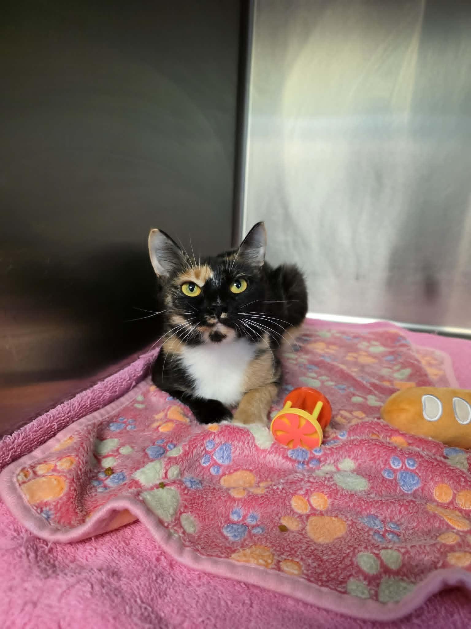 Enlarge Tallulah (SPONSORED), a Adoptable Domestic Short Hair in Umatilla, FL image 2/2