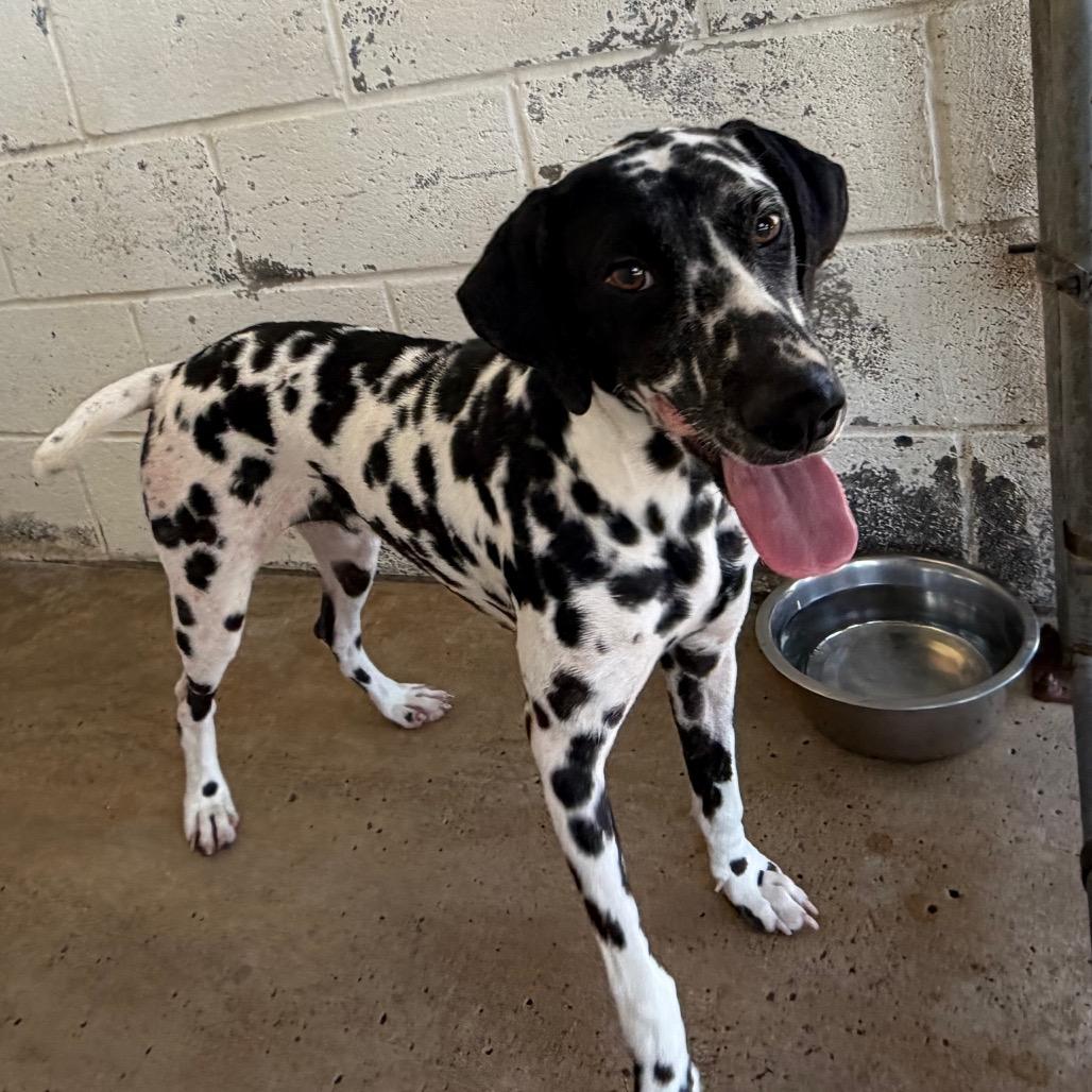 Enlarge Sapphire, a Adoptable Dalmatian in Edinburg, TX image 1/2