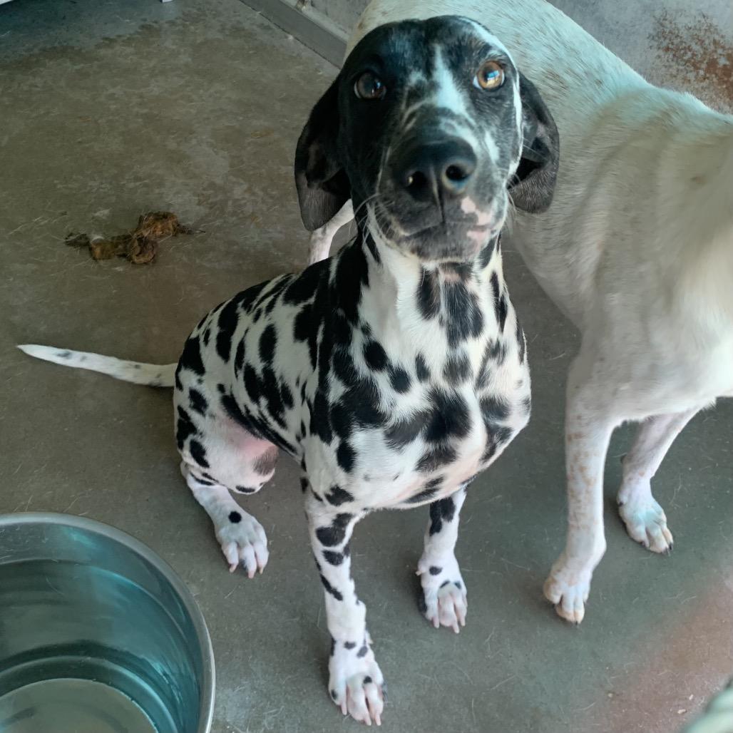 Enlarge Sapphire, a Adoptable Dalmatian in Edinburg, TX image 2/2