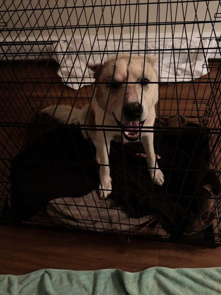 Enlarge Tre, a Adoptable mixed breed in Calgary, AB image 3/5