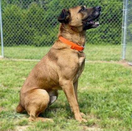 Enlarge Dixon, a Adoptable mixed breed in Yellville, AR image 1/2