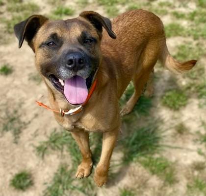 Enlarge Dixon, a Adoptable mixed breed in Yellville, AR image 2/2