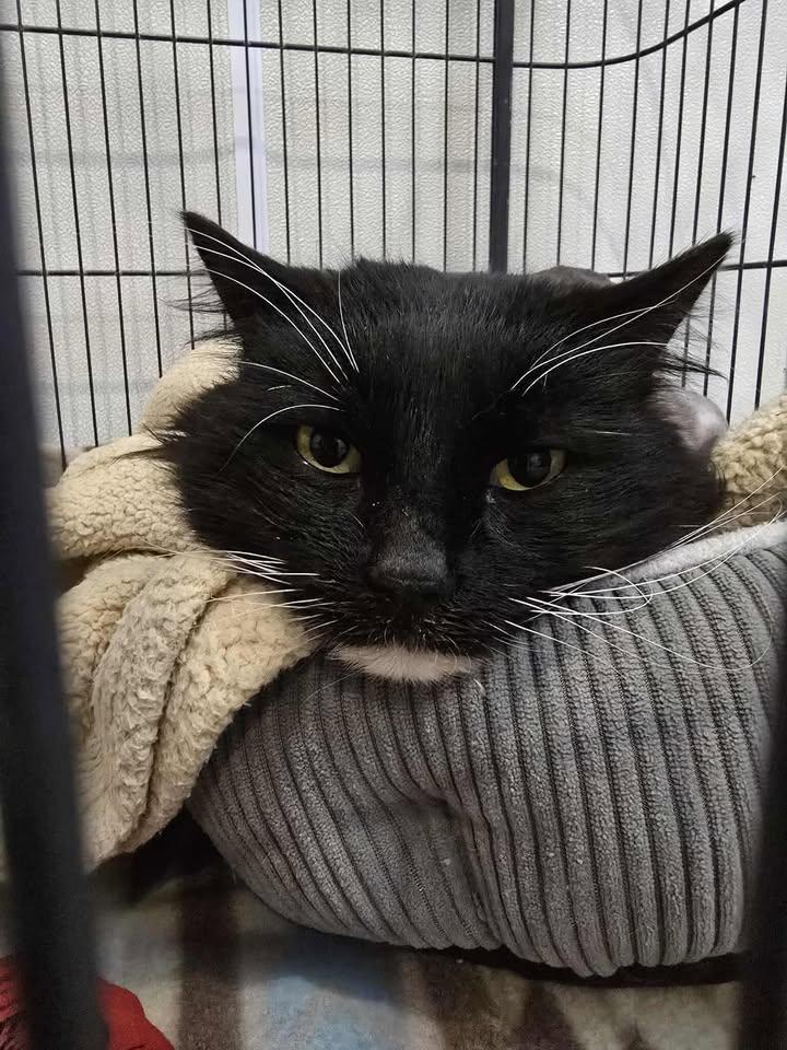 Enlarge Krypton, an adopted Domestic Long Hair in Winthrop, ME image 2/2