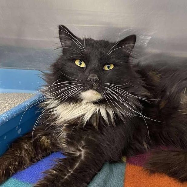 Enlarge Krypton, an adopted Domestic Long Hair in Winthrop, ME image 1/2