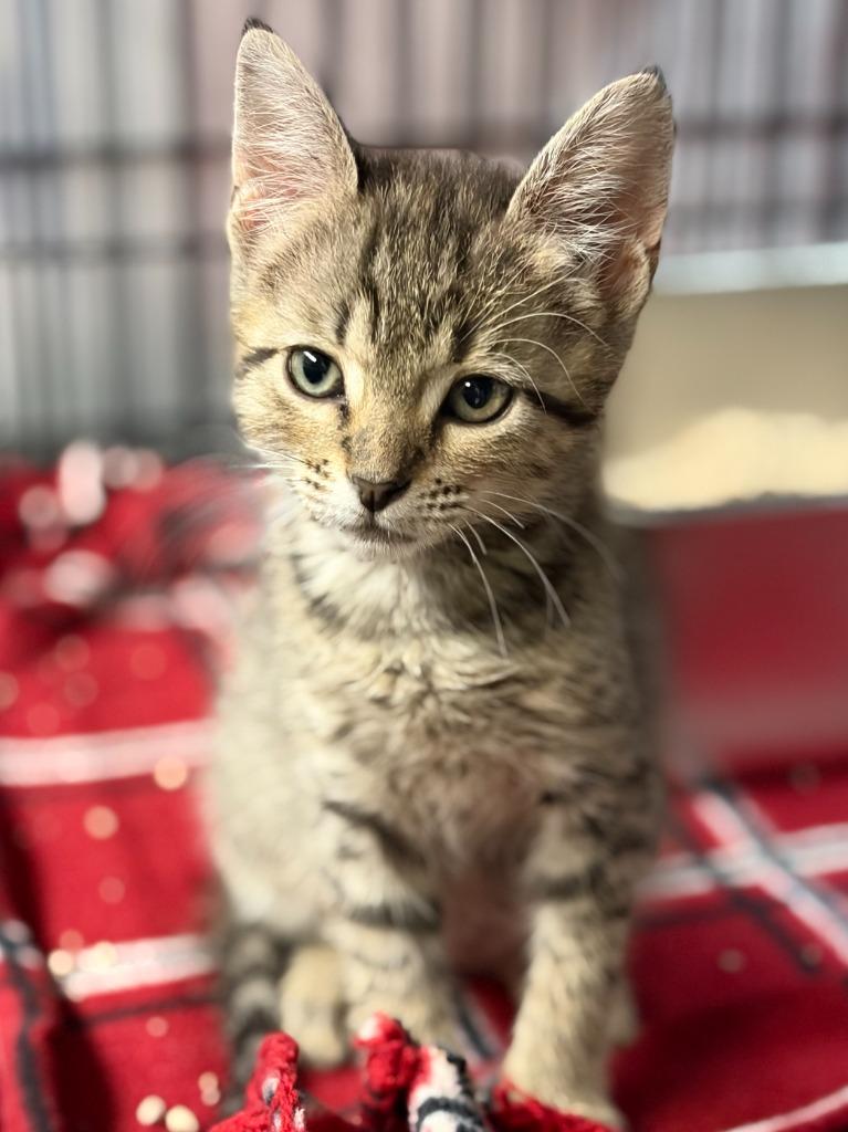 Willow, Adoptable, Kitten Female Domestic Short Hair.