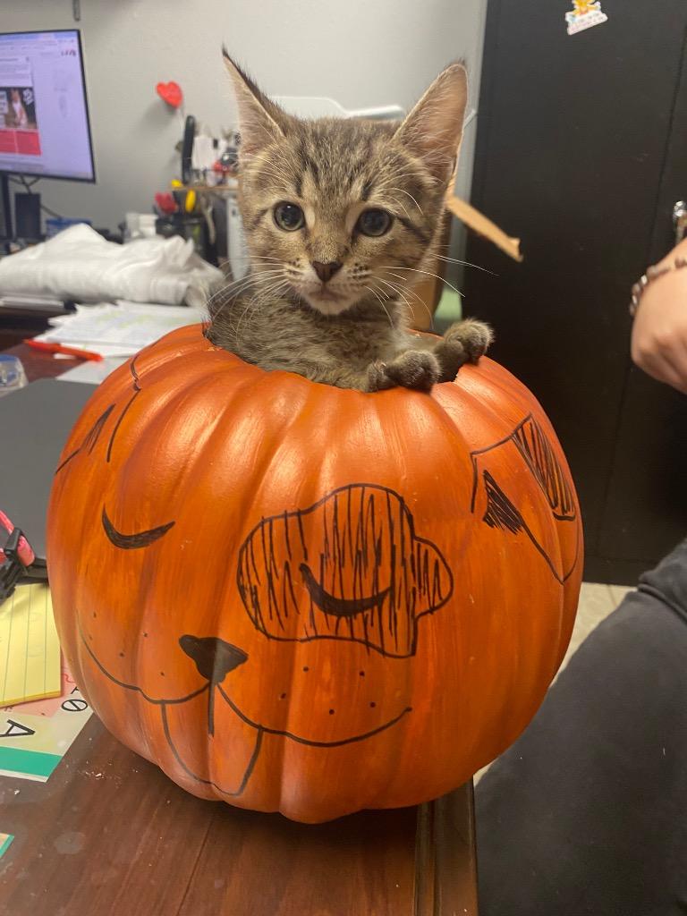 Willow, Adoptable, Kitten Female Domestic Short Hair.