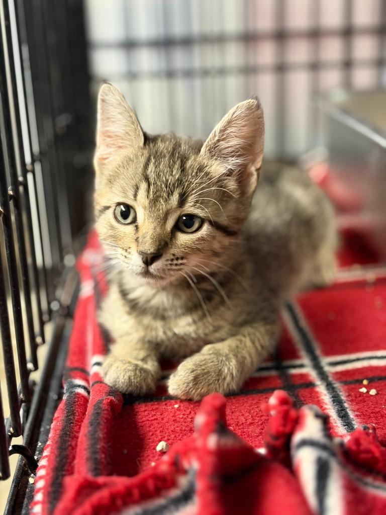 Enlarge Willow, a Adoptable mixed breed in Lockhart, TX image 2/5