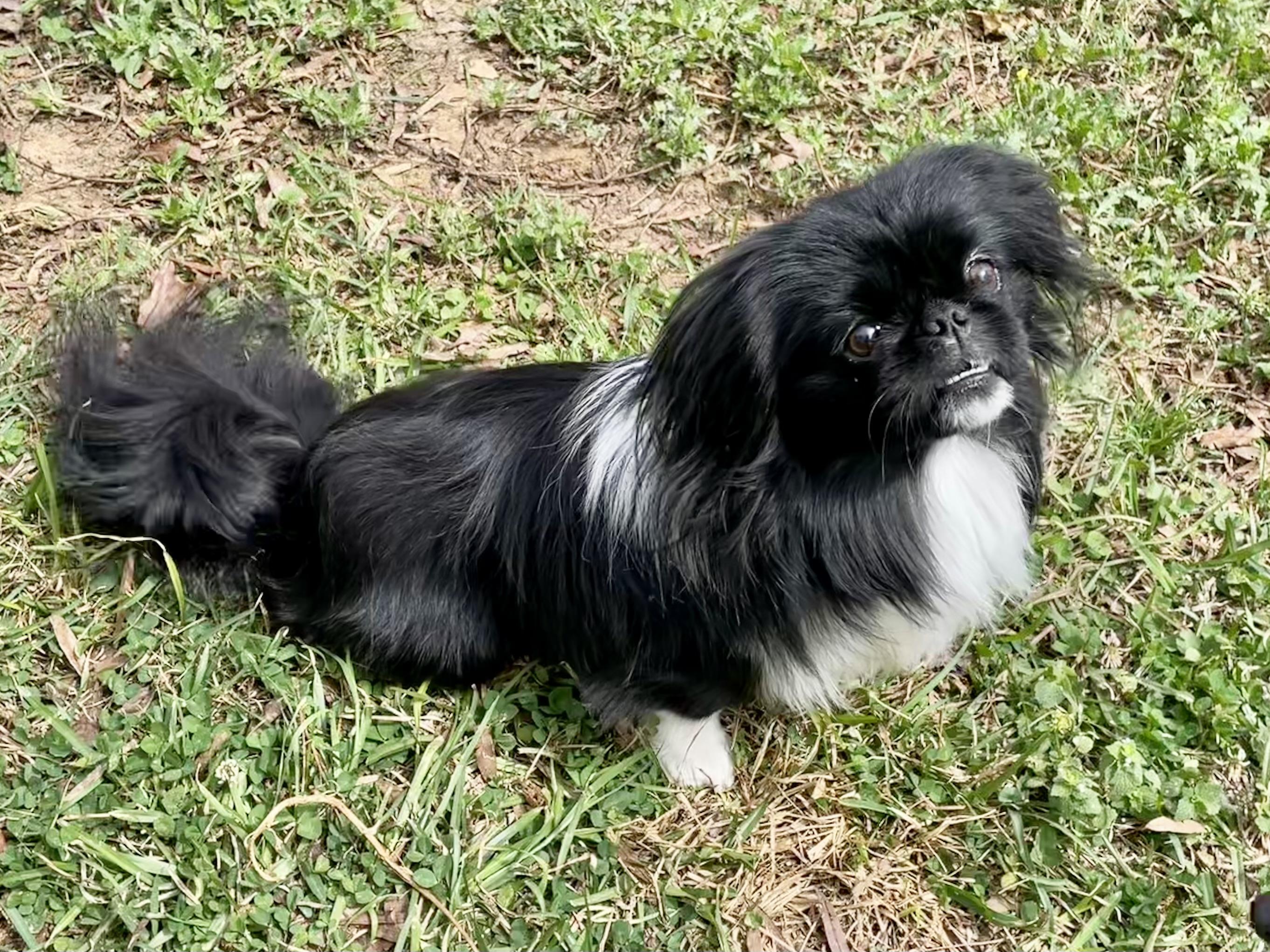 Enlarge Sherlock ADOPTED TX, an adopted Pekingese in Texarkana, TX image 3/4
