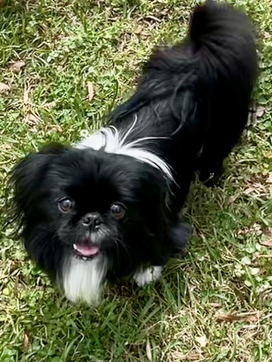 Enlarge Sherlock ADOPTED TX, an adopted Pekingese in Texarkana, TX image 2/4