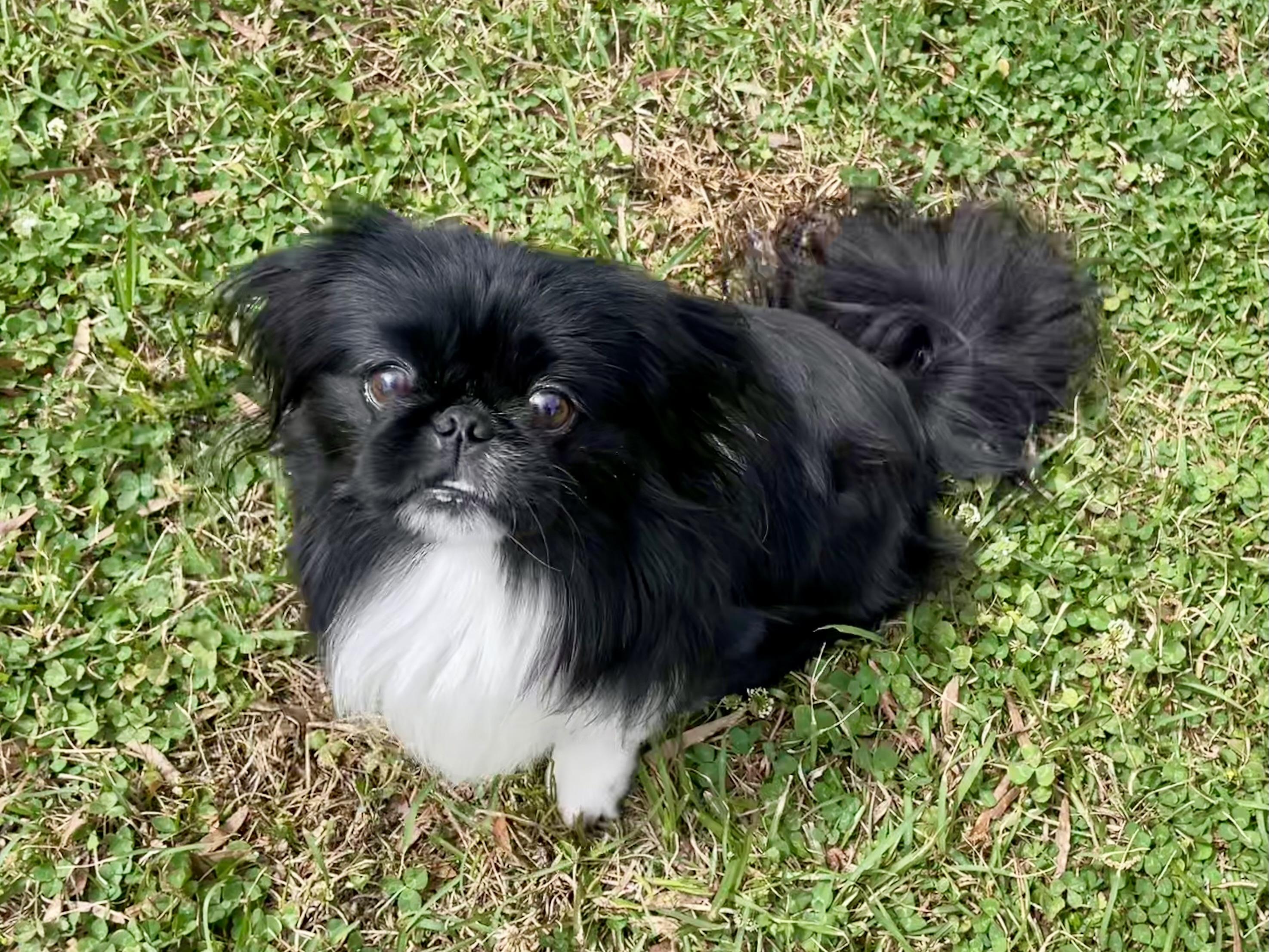 Enlarge Sherlock ADOPTED TX, an adopted Pekingese in Texarkana, TX image 1/4