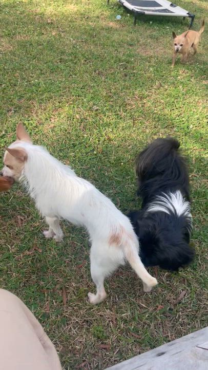 Enlarge Sherlock ADOPTED TX, an adopted Pekingese in Texarkana, TX video 4/4