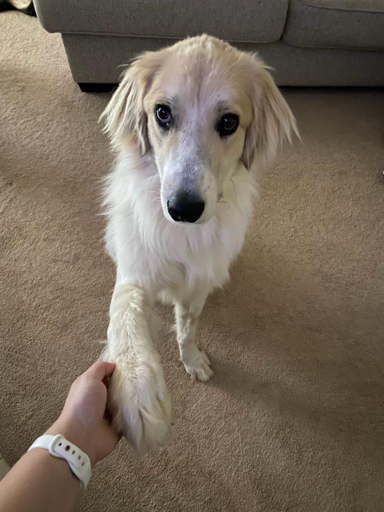 Gunner, a Adopted mixed breed in Malden, MA image 4/4