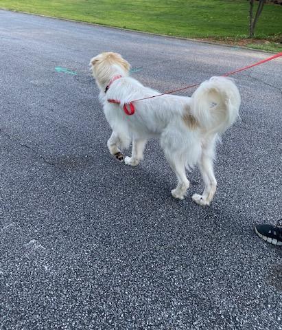 Gunner, a Adopted mixed breed in Malden, MA image 2/4