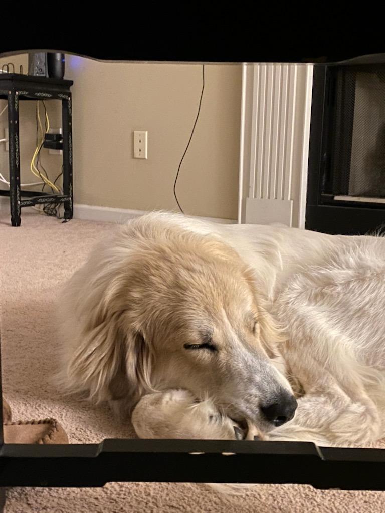 Gunner, a Adopted mixed breed in Malden, MA image 3/4