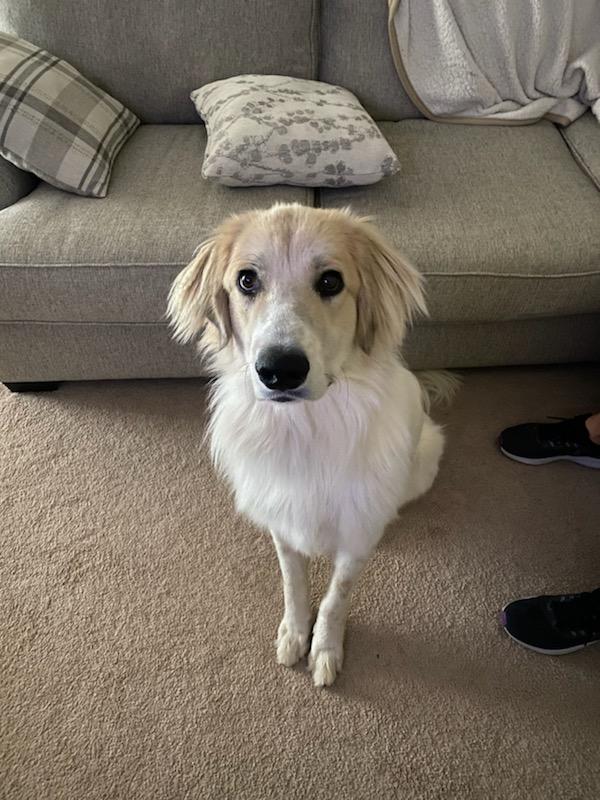 Gunner, Adopted, Young Male Australian Shepherd & Great Pyrenees.