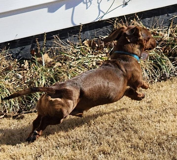 Enlarge Samson in TN, a ADOPTABLE Dachshund in Alcoa, TN image 5/5