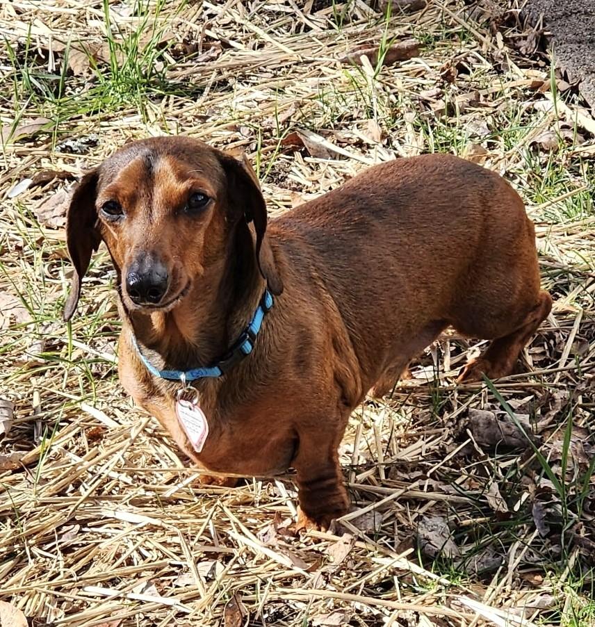 Enlarge Samson in TN, a ADOPTABLE Dachshund in Alcoa, TN image 2/5