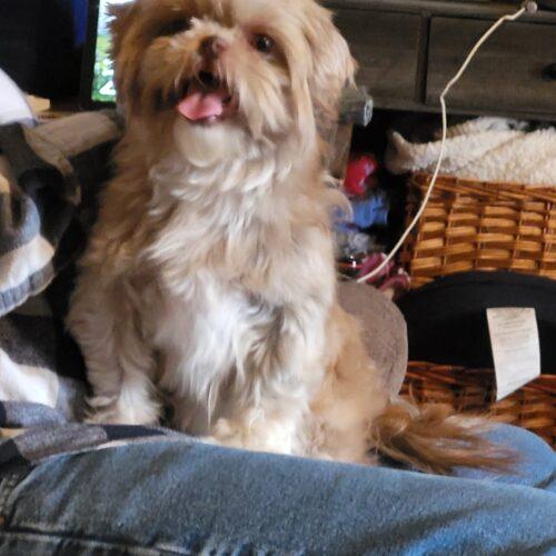 Taytay, Adoptable, Adult Female Shih Tzu.
