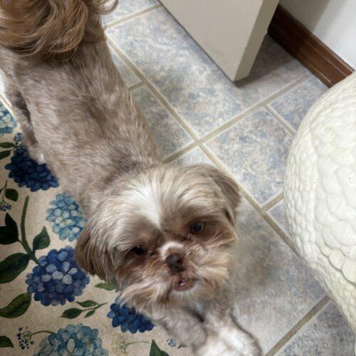Enlarge Taytay, a Adoptable Shih Tzu in Broken Arrow, OK image 2/6