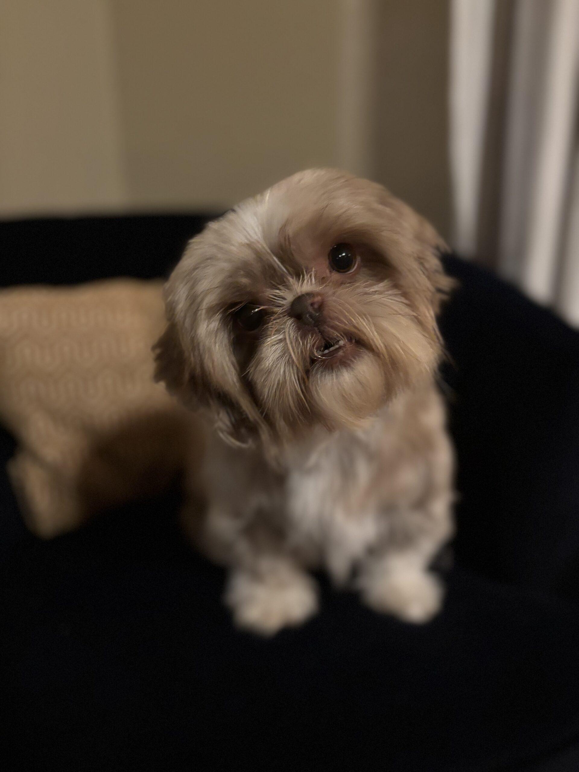 Enlarge Taytay, a Adoptable Shih Tzu in Broken Arrow, OK image 3/6