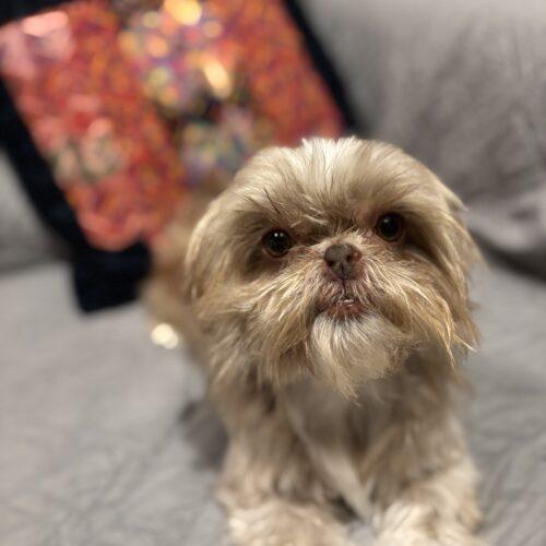 Enlarge Taytay, a Adoptable Shih Tzu in Broken Arrow, OK image 4/6
