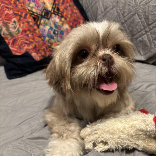 Enlarge Taytay, a Adoptable Shih Tzu in Broken Arrow, OK image 5/6