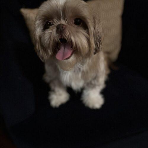 Enlarge Taytay, a Adoptable Shih Tzu in Broken Arrow, OK image 6/6