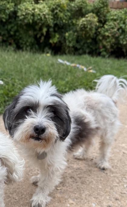 Enlarge Mickey, a Adopted mixed breed in Edmond, OK image 1/2