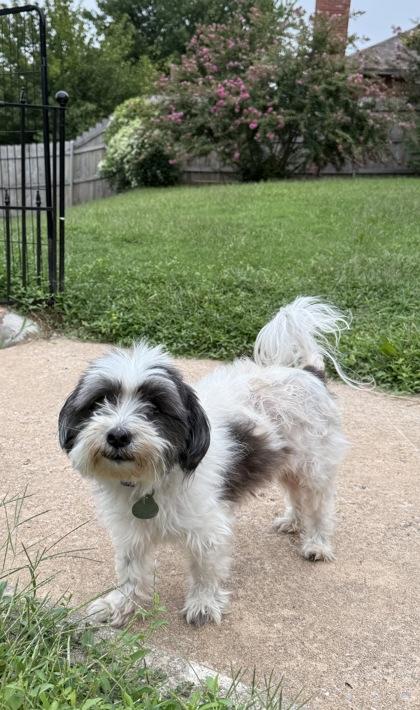 Enlarge Mickey, a Adopted mixed breed in Edmond, OK image 2/2