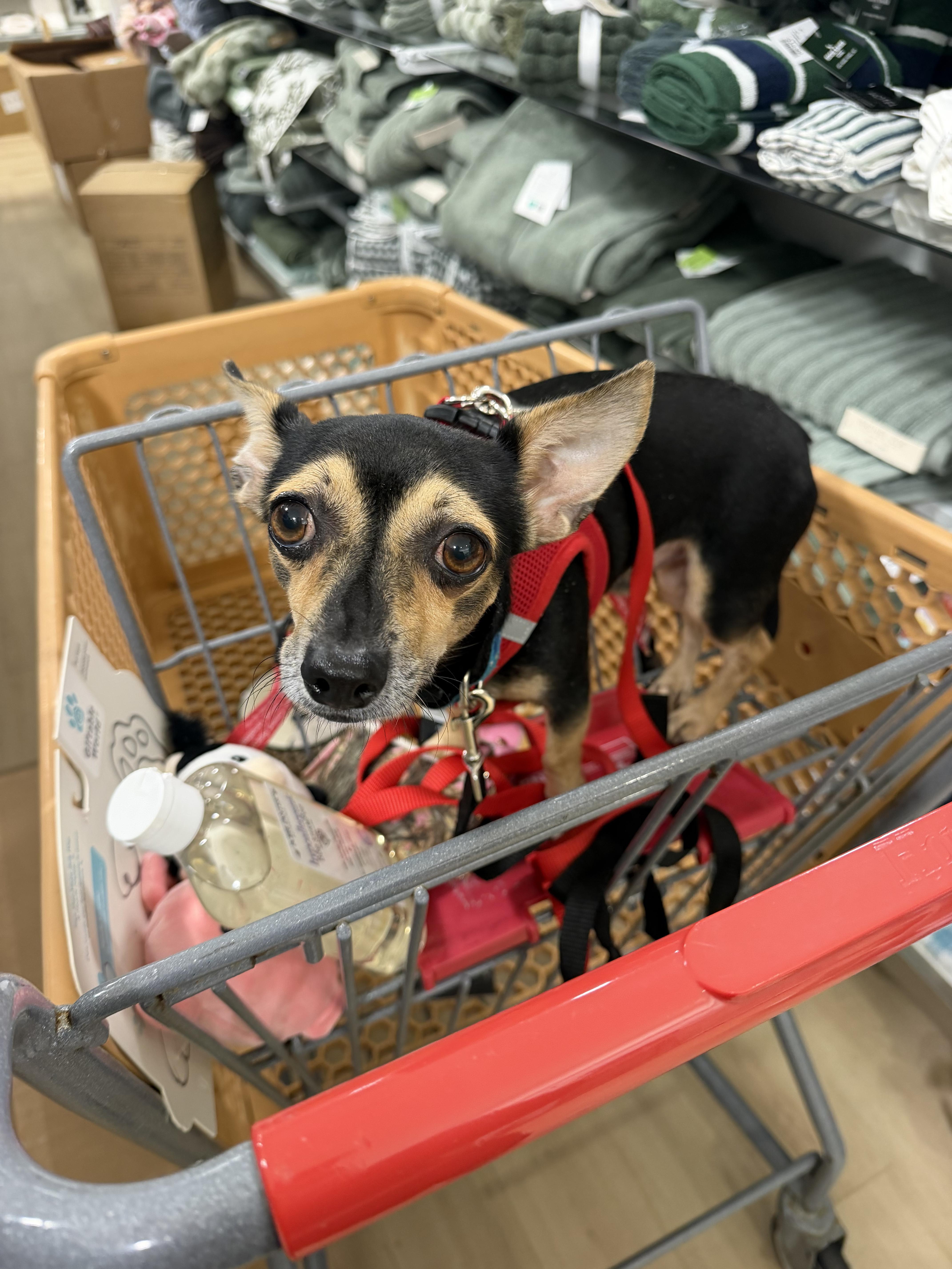 Enlarge Fazo, a Adoptable Chiweenie in Lexington, KY image 6/6