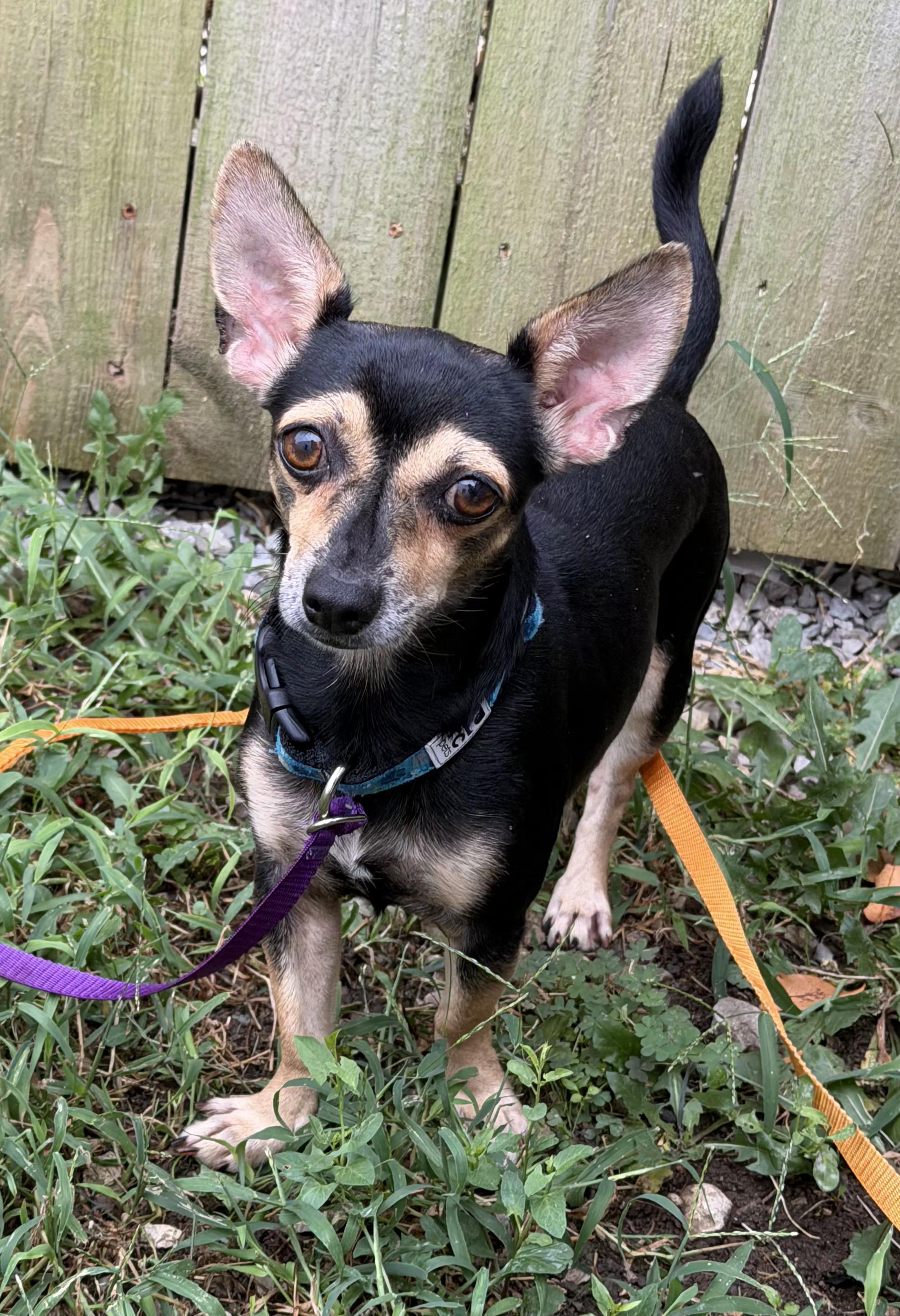 Enlarge Fazo, a Adoptable Chiweenie in Lexington, KY image 4/6