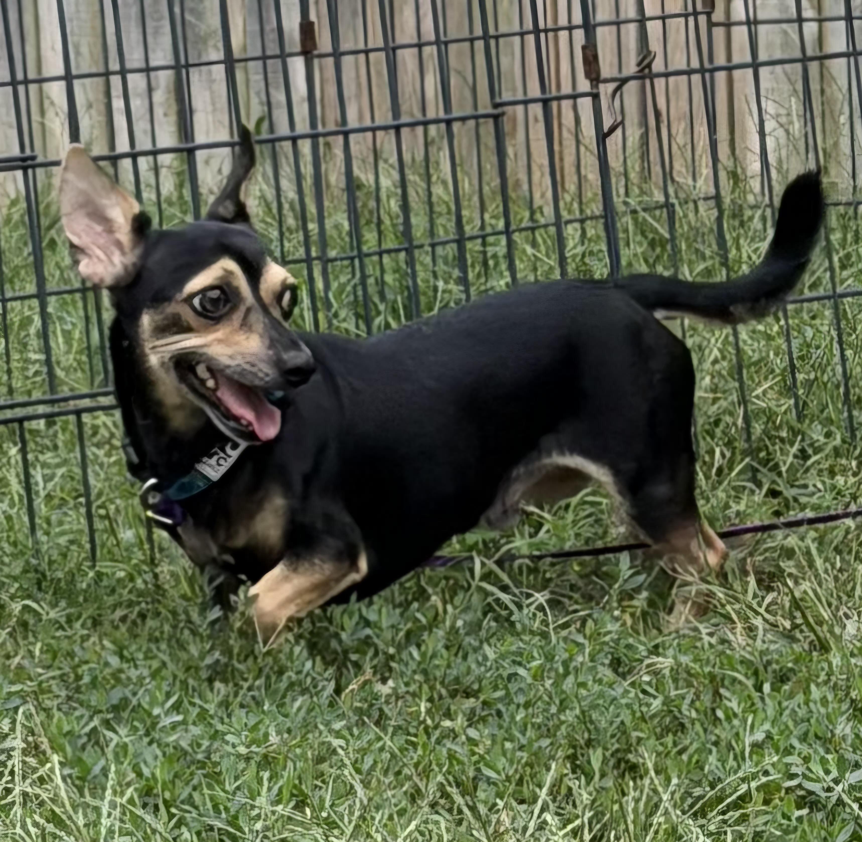 Enlarge Fazo, a Adoptable Chiweenie in Lexington, KY image 5/6